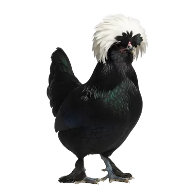 Imagen PNG para descargar